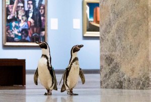 Humboldt Penguins of KC Zoo Visit Art Museum