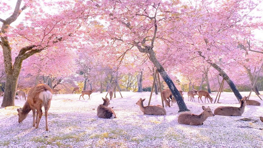 Gorgeous Footage Of Sika Deer Relaxing Among The Japanese Cherry