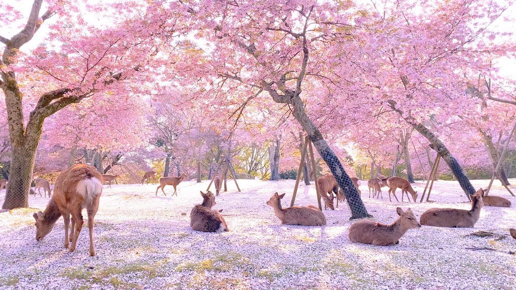 Sika Deer Cherry Blossoms Nara Park