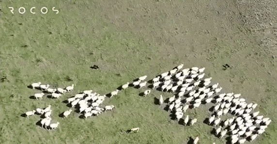 Spot Robot Herds Sheep