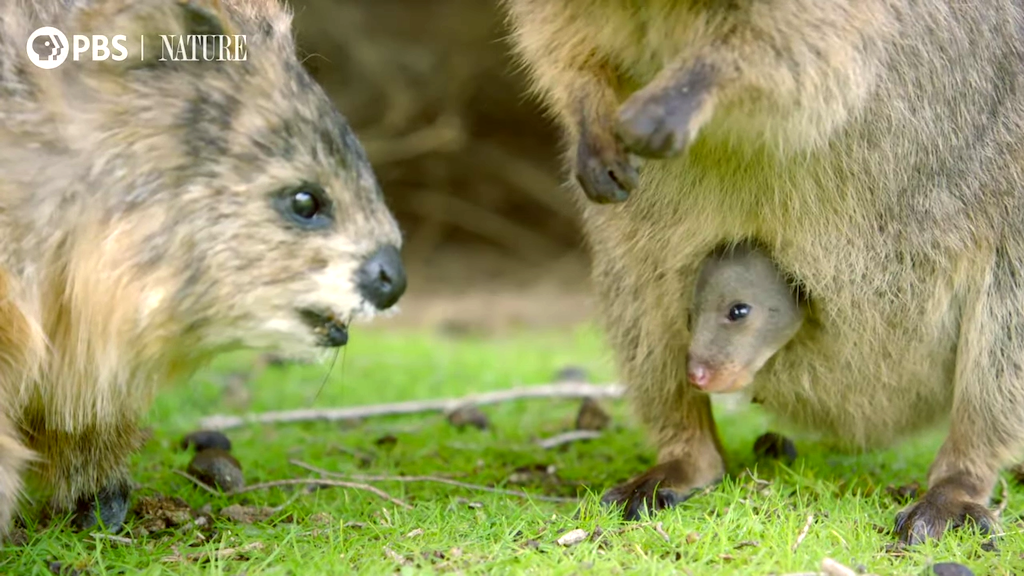 Spy-Quokka-Meets-a-Joey-.png