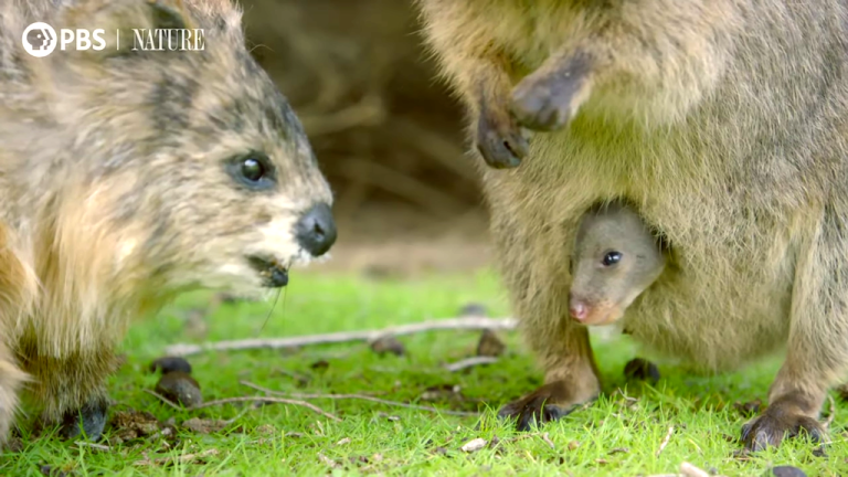 Spy Quokka Meets a Joey