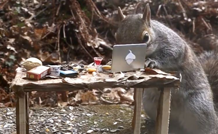 Squirrel Working on Computer