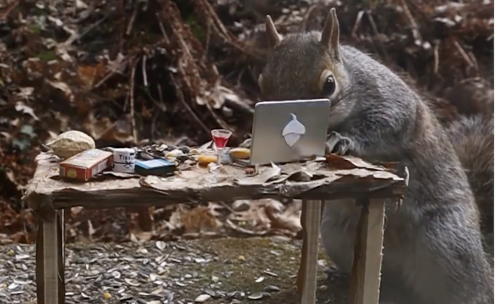 Slow Motion Footage Of An Industrious Squirrel Working From Home On A Tiny Acorn Computer On A Tiny Desk