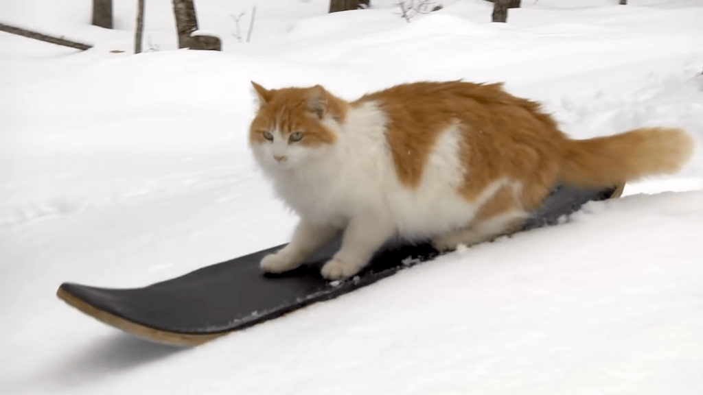 Taddy the Skateboarding Cat