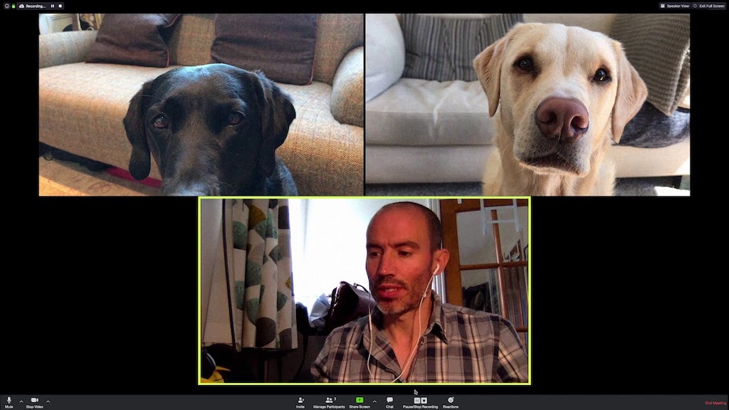 Video-Chat-With-Olive-and-Mabel-Dogs.jpg