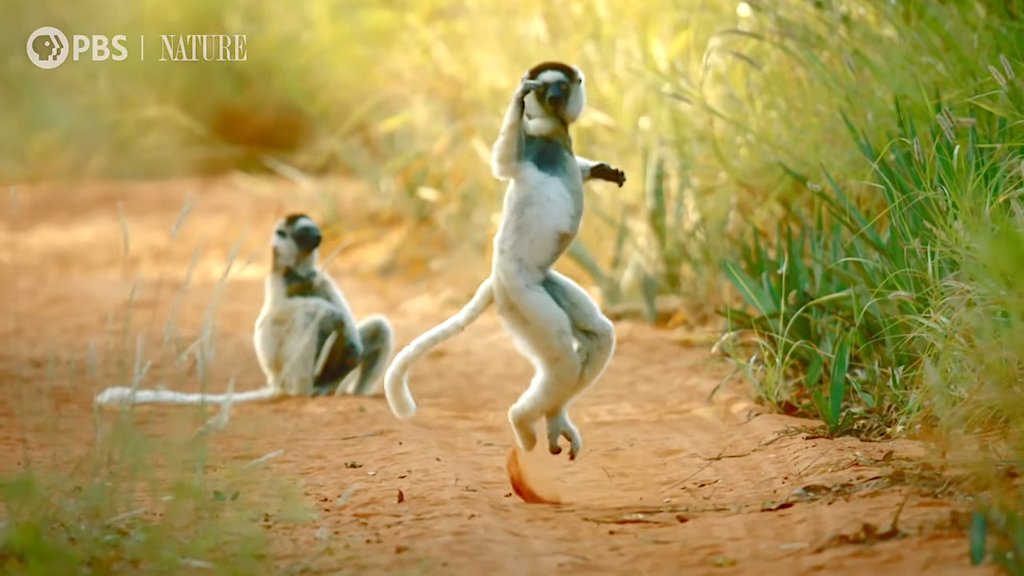 Why-Do-Sifakas-Pogo.png