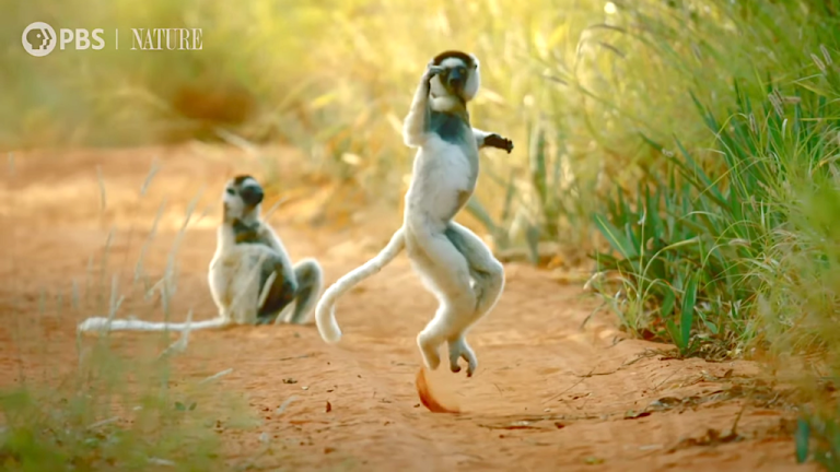 Why Do Sifakas Pogo