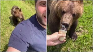 Bear Chases Human for Ice Cream