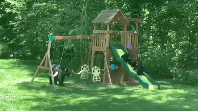 Bears on Backyard Slide