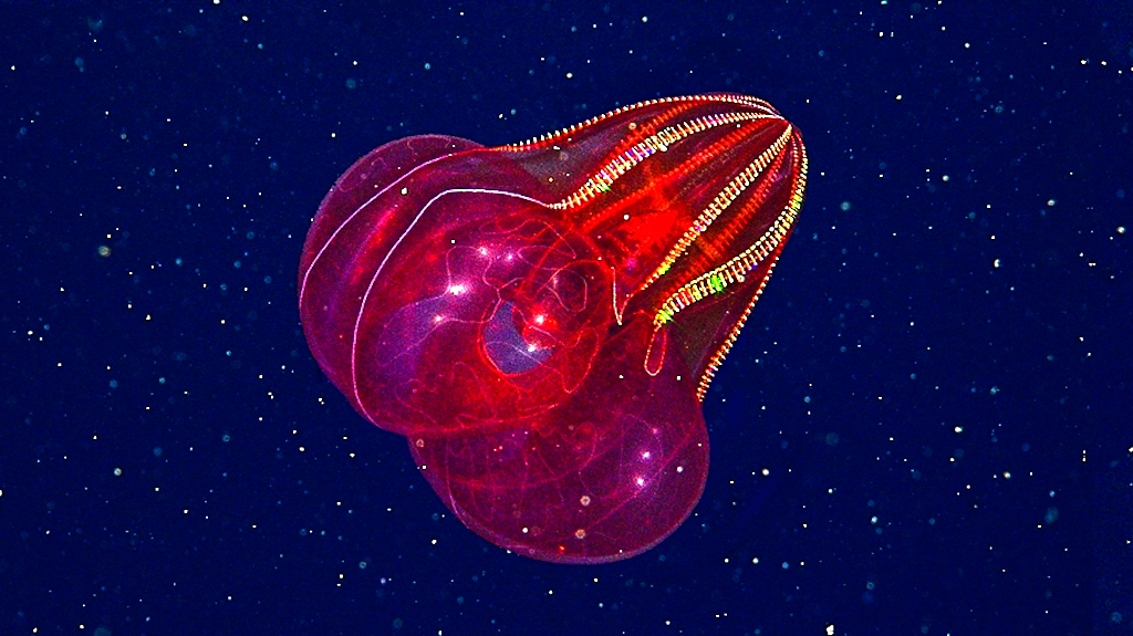 Bloodybelly Comb Jelly