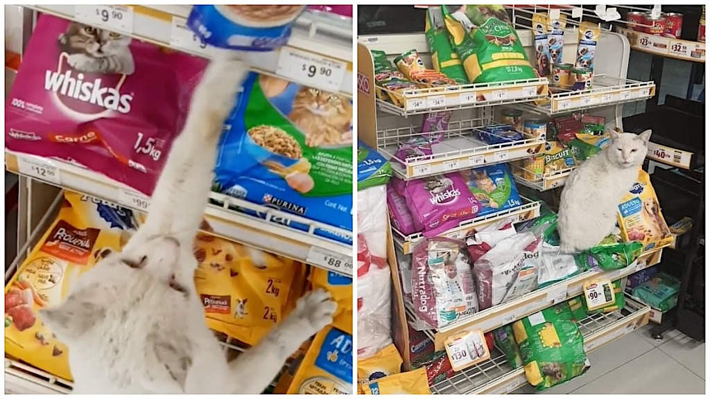 Cat Leads Woman to His Favorite Food in Store