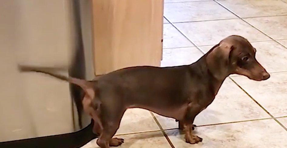 Dachshund Plays Drums With Tail