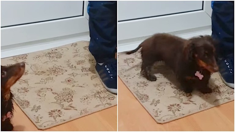 Dachshund Wipes Her Feet