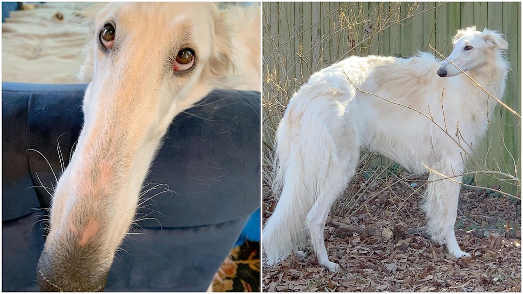 A Regal Borzoi Wolfhound With A Very Long Nose
