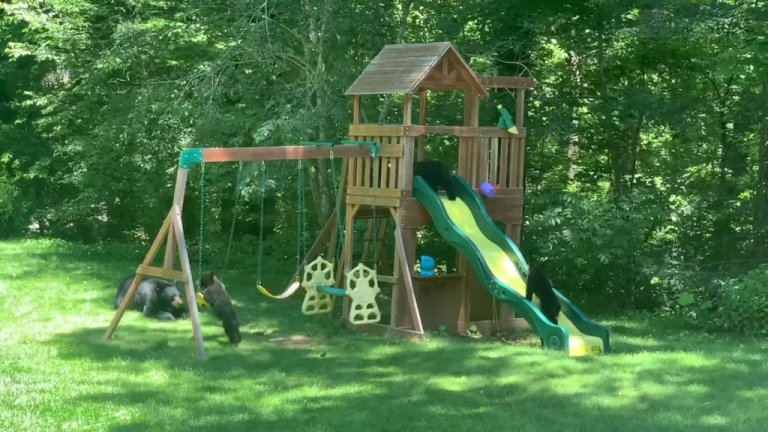 Family of Bears Having Some Playground Fun