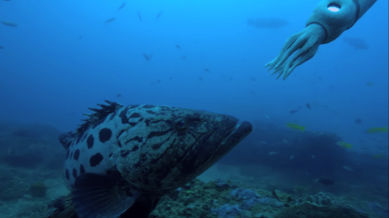 Giant Fish Attacks Spy Squid