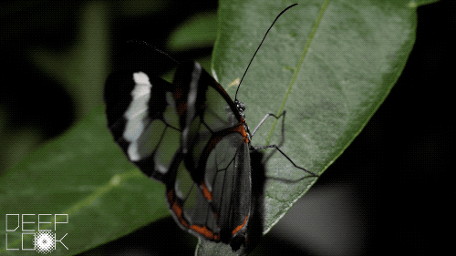 Glasswing Butterfly