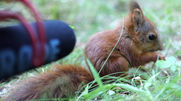 I put my microphone in front of a 7 week old baby red squirrel