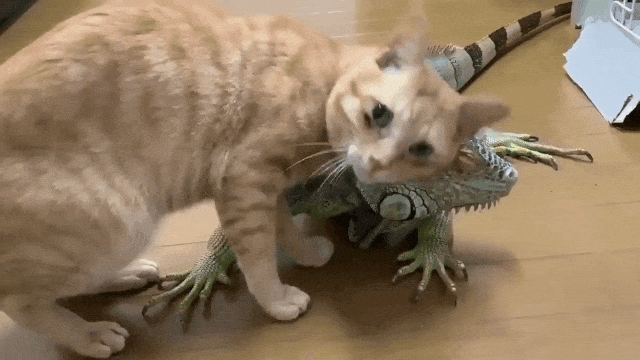 Iguana Lets Cat Rub on Him