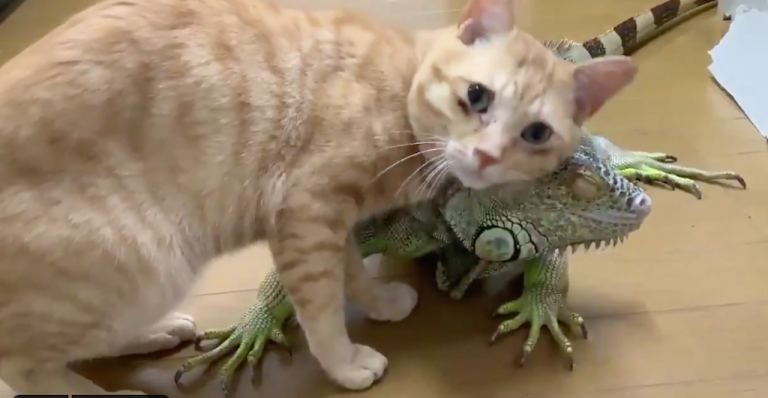 Iguana and Cat