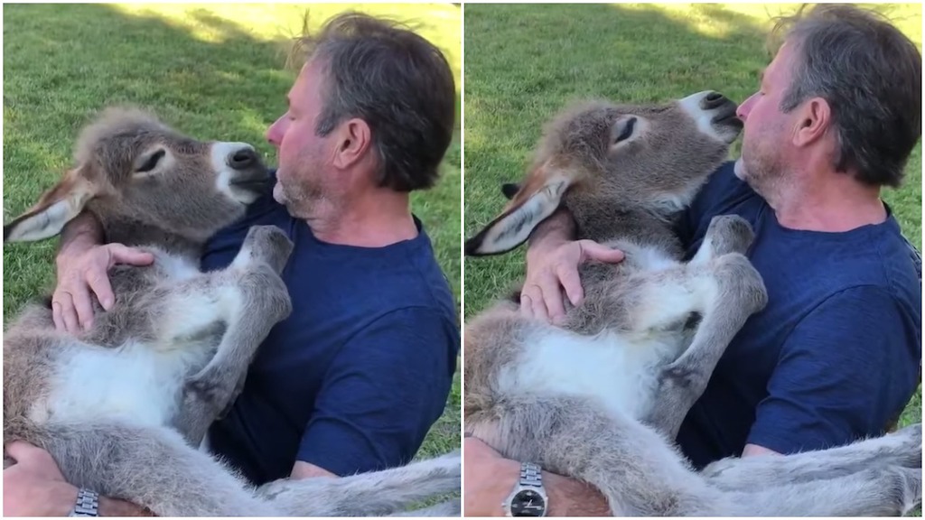 Man Serenades Donkey What the World Needs Now