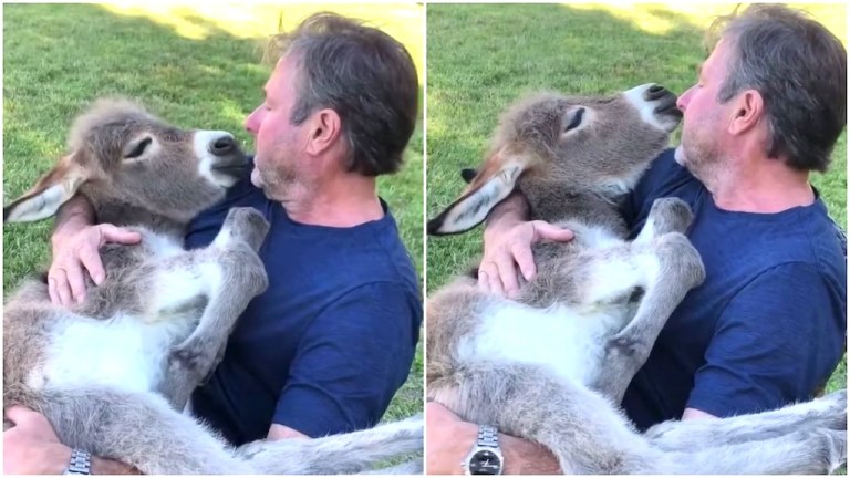 Man Serenads Donkey