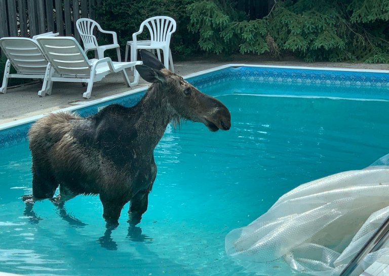 Moose in Pool Ottowa