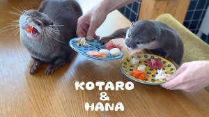 Otters Eat Breakfast