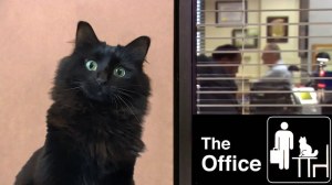 OwlKitty The Office With Cat