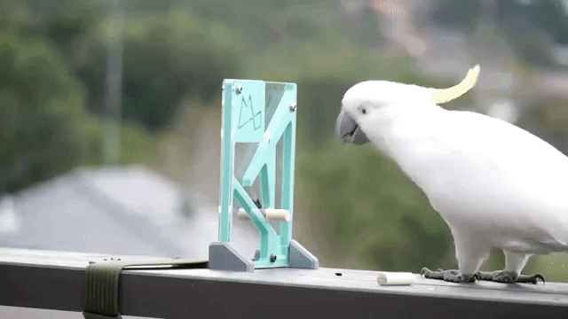 Popeye the Cockatoo Solves 3D Puzzle