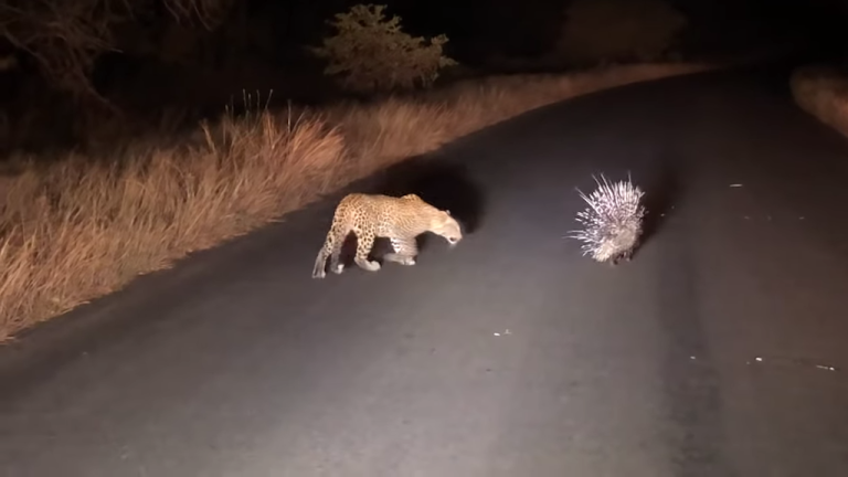 Porcupine and Leopard investigation