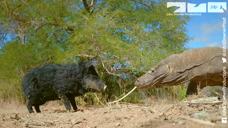 Robot Spy Pig Meets Komodo Dragons