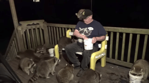 Thursday Night Seventeen Raccoons