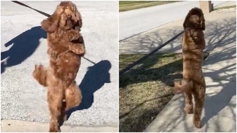 Upright Goldendoodle