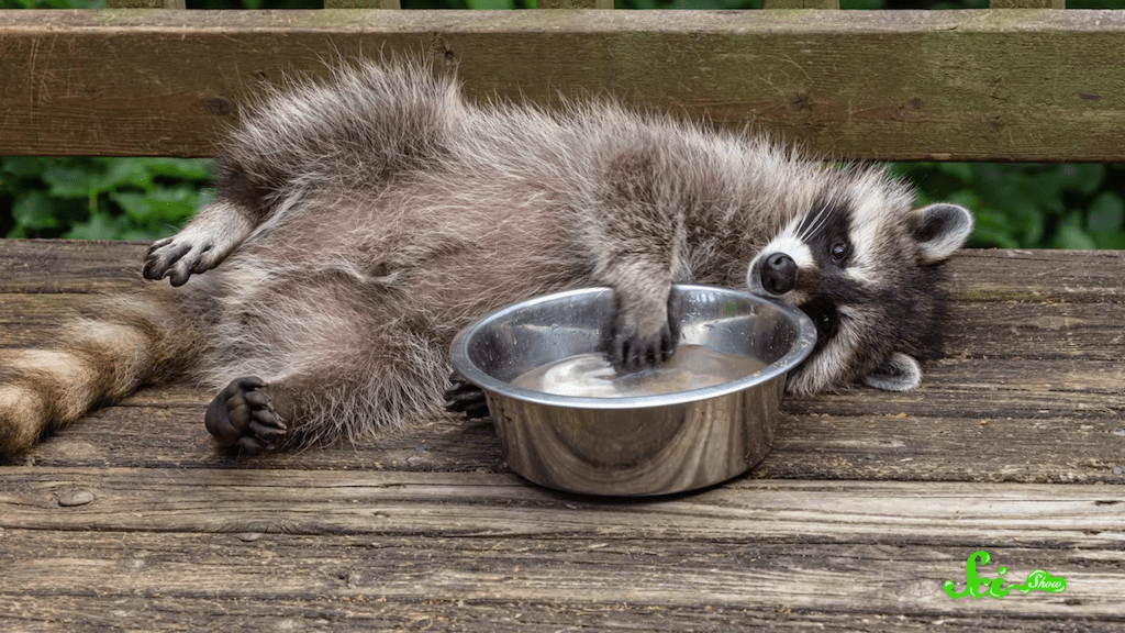 Why Raccoons Dip Their Food in Water