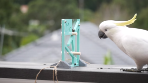Wild Cockatoo Solves Puzzle