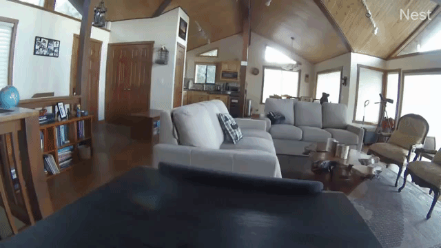 Bear Breaks Into House