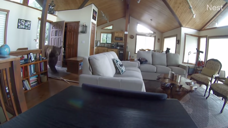 Bear-Breaks-in-Cabin-After-Knocking-Down