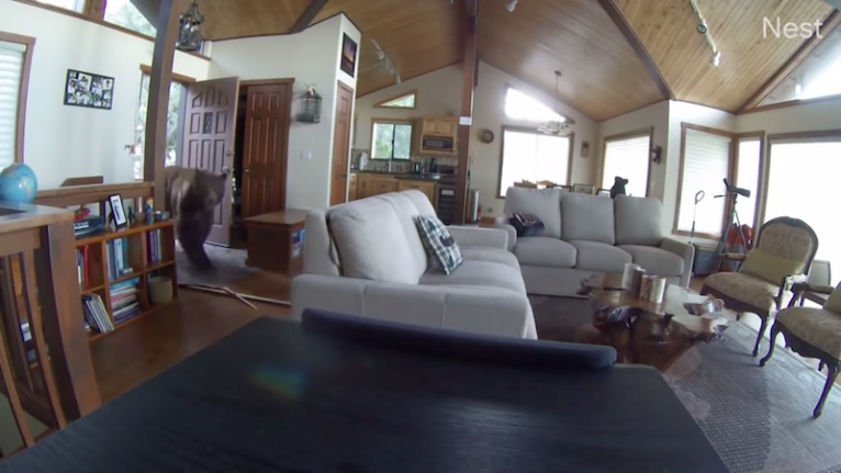 Bear Breaks in Cabin After Knocking Down the Door