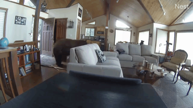 Bear Turning Around in Cabin