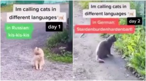 Calling Cats in Different Languages