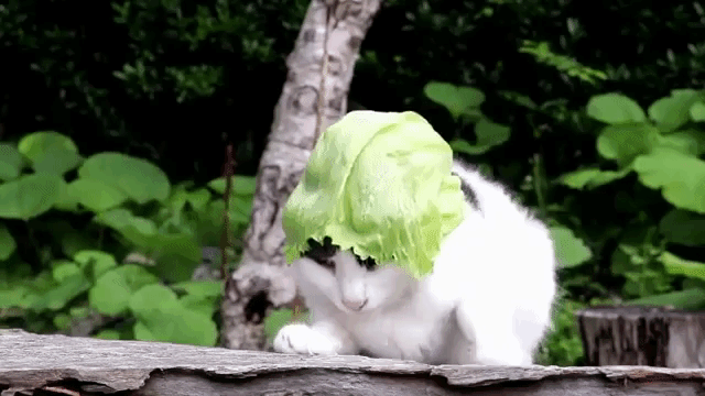 Cat Turning With Lettuce on Head