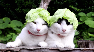 Cats With Lettuce Hats