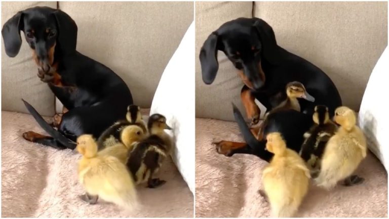 Dachshund Puppie Ducklings