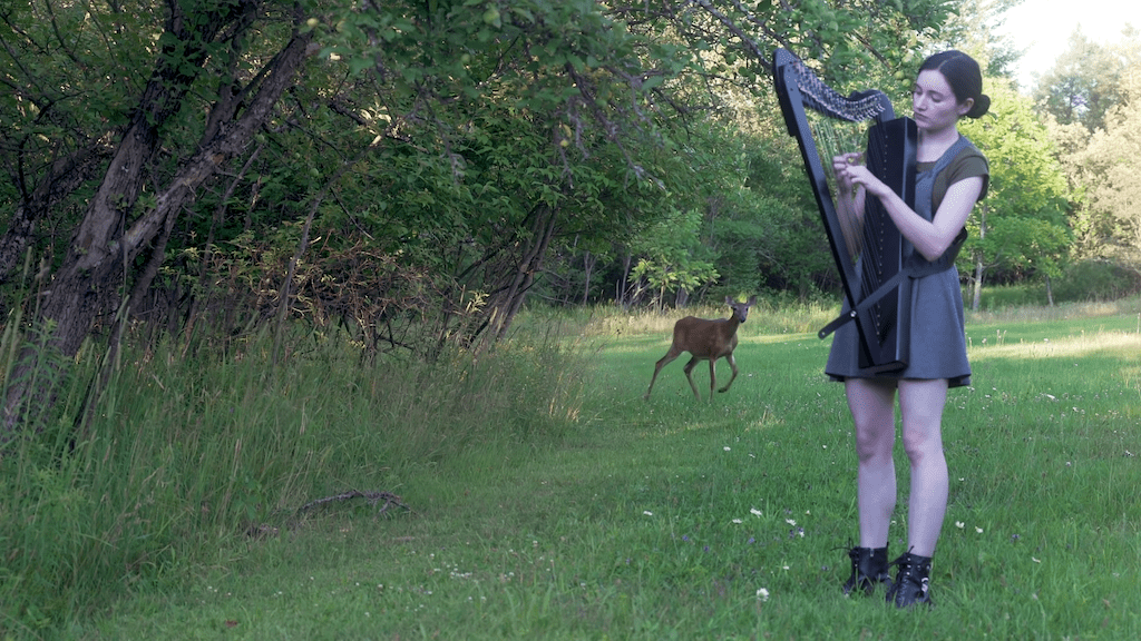 Deer Comes Out of Woods Harp Sounds of Silence