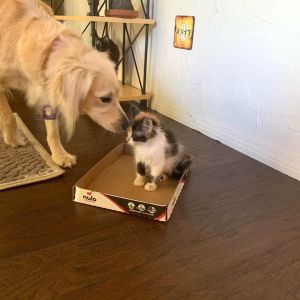 Dog Comforts Kitten