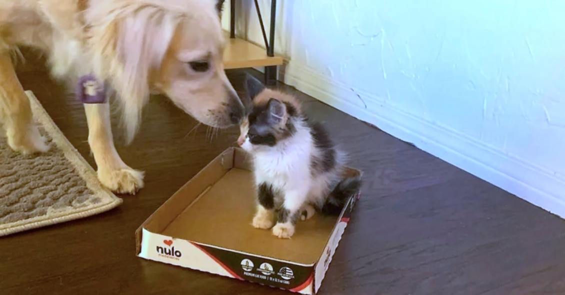 Dog Comforts Orphaned Kitten