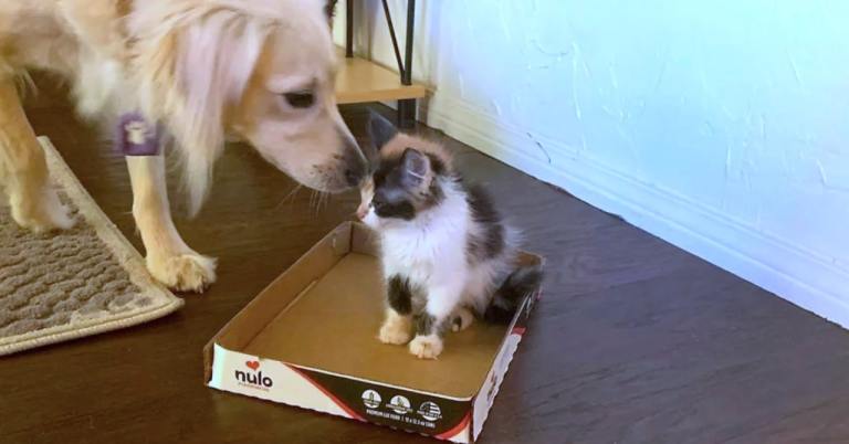 Dog Comforts Orphaned Kitten