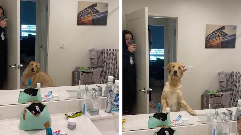 Dog Confused by Mirror Reflection Hide and Seek